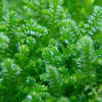 PhytoCellTec™ Argan