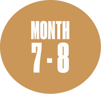 Month 7–8